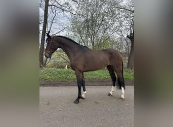 Koń hanowerski, Wałach, 4 lat, 166 cm, Gniada