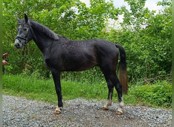 Koń hanowerski, Wałach, 4 lat, 166 cm, Może być siwy