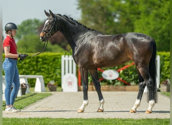 Koń hanowerski, Wałach, 4 lat, 167 cm, Ciemnogniada