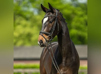 Koń hanowerski, Wałach, 4 lat, 167 cm, Ciemnogniada