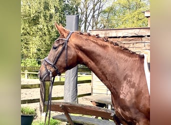 Koń hanowerski, Wałach, 4 lat, 167 cm, Ciemnokasztanowata