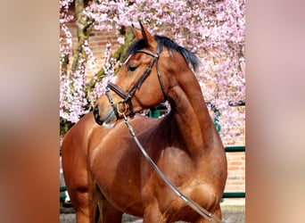 Koń hanowerski, Wałach, 4 lat, 167 cm, Gniada