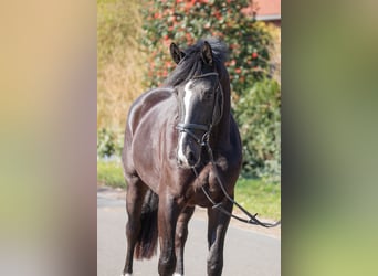 Koń hanowerski, Wałach, 4 lat, 167 cm, Kara