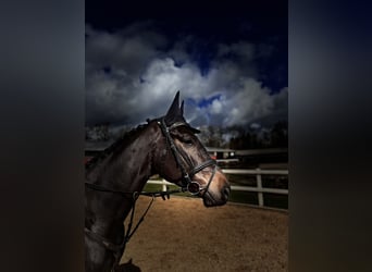 Koń hanowerski, Wałach, 4 lat, 168 cm, Ciemnogniada