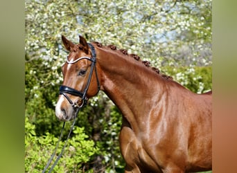 Koń hanowerski, Wałach, 4 lat, 168 cm, Ciemnokasztanowata