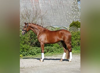 Koń hanowerski, Wałach, 4 lat, 168 cm, Ciemnokasztanowata