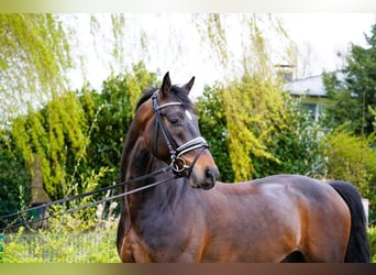 Koń hanowerski, Wałach, 4 lat, 168 cm, Gniada