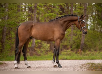 Koń hanowerski, Wałach, 4 lat, 168 cm, Gniada