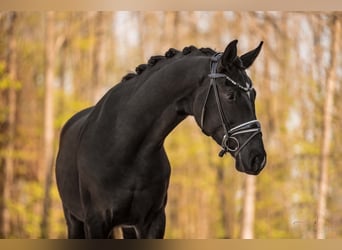 Koń hanowerski, Wałach, 4 lat, 168 cm, Kara