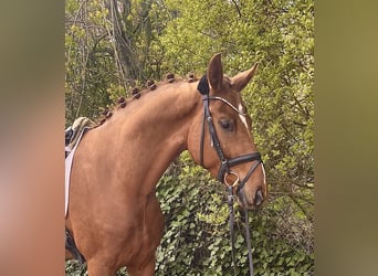 Koń hanowerski, Wałach, 4 lat, 168 cm, Kasztanowata
