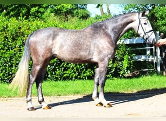 Koń hanowerski, Wałach, 4 lat, 168 cm, Siwa