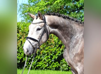 Koń hanowerski, Wałach, 4 lat, 168 cm, Siwa