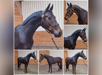 Koń hanowerski, Wałach, 4 lat, 169 cm, Ciemnogniada