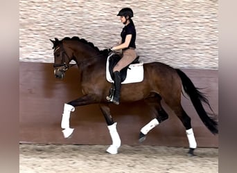 Koń hanowerski, Wałach, 4 lat, 169 cm, Gniada