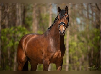 Koń hanowerski, Wałach, 4 lat, 169 cm, Gniada
