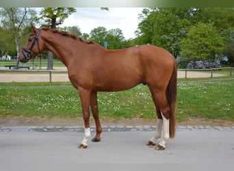 Koń hanowerski, Wałach, 4 lat, 169 cm, Kasztanowata