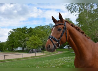 Koń hanowerski, Wałach, 4 lat, 169 cm, Kasztanowata