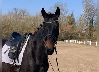 Koń hanowerski, Wałach, 4 lat, 169 cm, Skarogniada