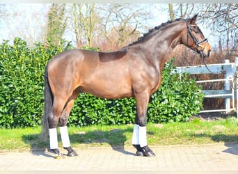 Koń hanowerski, Wałach, 4 lat, 170 cm, Ciemnogniada