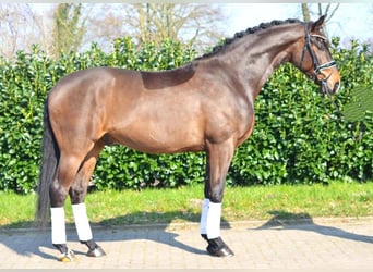 Koń hanowerski, Wałach, 4 lat, 170 cm, Ciemnogniada