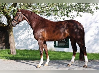 Koń hanowerski, Wałach, 4 lat, 170 cm, Ciemnokasztanowata