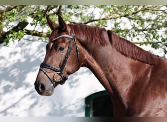 Koń hanowerski, Wałach, 4 lat, 170 cm, Ciemnokasztanowata