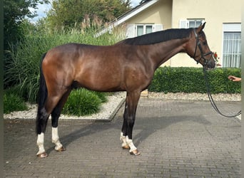Koń hanowerski, Wałach, 4 lat, 170 cm, Gniada
