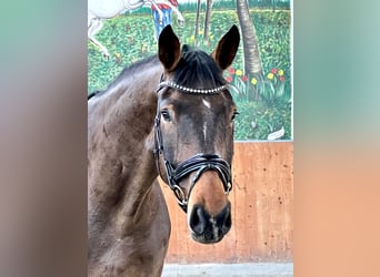 Koń hanowerski, Wałach, 4 lat, 170 cm, Gniada