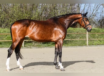 Koń hanowerski, Wałach, 4 lat, 170 cm, Kara
