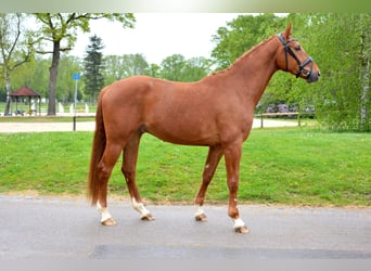 Koń hanowerski, Wałach, 4 lat, 170 cm, Kasztanowata