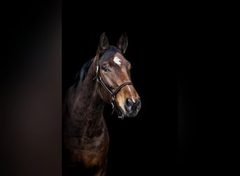 Koń hanowerski, Wałach, 4 lat, 171 cm, Gniada
