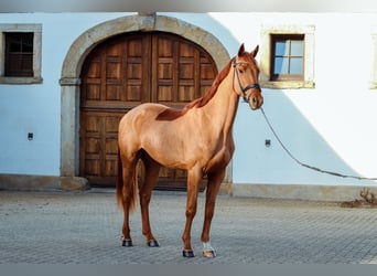 Koń hanowerski, Wałach, 4 lat, 171 cm, Kasztanowata