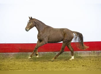 Koń hanowerski, Wałach, 4 lat, 171 cm, Kasztanowata