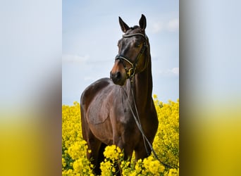 Koń hanowerski, Wałach, 4 lat, 172 cm, Ciemnogniada
