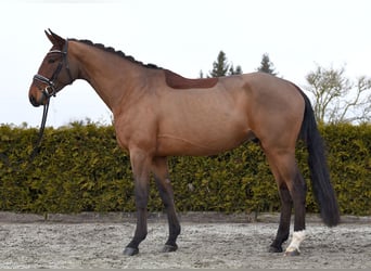 Koń hanowerski, Wałach, 4 lat, 172 cm, Gniada