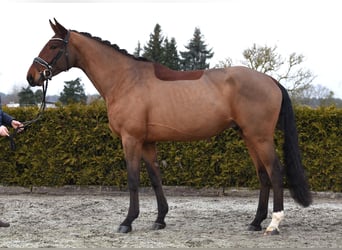 Koń hanowerski, Wałach, 4 lat, 172 cm, Gniada