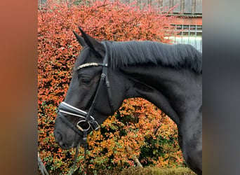 Koń hanowerski, Wałach, 4 lat, 172 cm, Kara