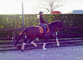 Koń hanowerski, Wałach, 4 lat, 172 cm, Kara