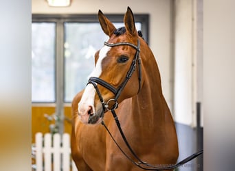 Koń hanowerski, Wałach, 4 lat, 172 cm, Kasztanowata