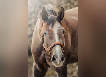 Koń hanowerski, Wałach, 4 lat, 172 cm, Może być siwy