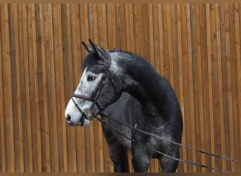Koń hanowerski, Wałach, 4 lat, 172 cm, Siwa
