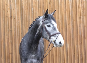 Koń hanowerski, Wałach, 4 lat, 172 cm, Siwa