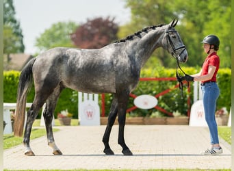 Koń hanowerski, Wałach, 4 lat, 173 cm, Siwa