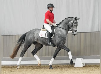 Koń hanowerski, Wałach, 4 lat, 173 cm, Siwa