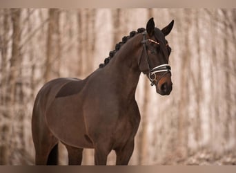 Koń hanowerski, Wałach, 4 lat, 173 cm, Skarogniada