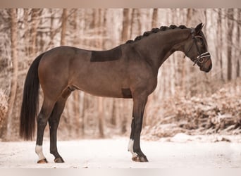 Koń hanowerski, Wałach, 4 lat, 173 cm, Skarogniada