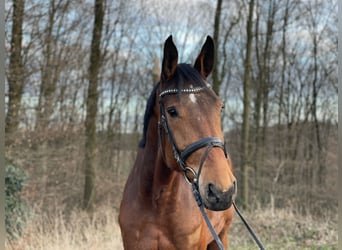 Koń hanowerski, Wałach, 4 lat, 174 cm, Gniada