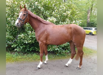 Koń hanowerski, Wałach, 4 lat, 174 cm, Kasztanowata