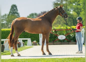 Koń hanowerski, Wałach, 4 lat, 174 cm, Kasztanowata