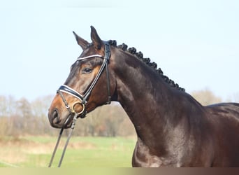 Koń hanowerski, Wałach, 4 lat, 175 cm, Ciemnogniada